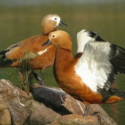 I wish we could all be like the Angut!