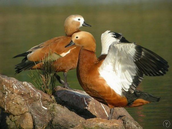 I wish we could all be like the Angut!