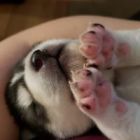 Elizabeth sunshine wacka