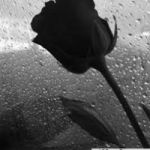 Sencer