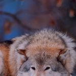 Elnur Türksoy