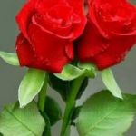elvisedorh75@yahoo.com