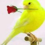 aman
