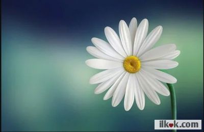 ⁣i love  ⁣marguerites :candyfloss1: