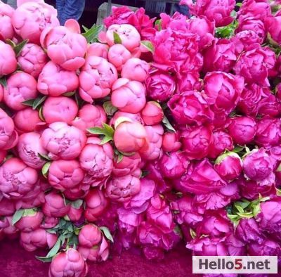 ""Is it possible to love a woman just for her beauty? Wouldn't that be like loving a statue?"  *** 
"Bir kadını sırf güzelliği için sevmek olanaklı mı? Bu, bir heykeli sev­mek gibi bir şey olmaz mı?"