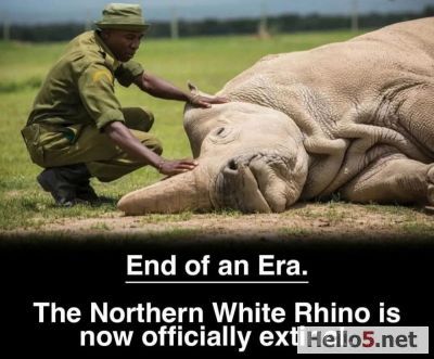 End of an Era: The Last Northern White Rhino is Now Extinct 

It is incredibly sad to share that the northern white rhino is now extinct. With the loss of the last male, only two females remain, meaning the subspecies can no longer reproduce naturally.

This heartbreaking reality is the result of relentless poaching and habitat loss, showing how much human activity has impacted these magnificent creatures.

Despite the sadness, hope remains through cutting-edge science and conservation efforts that aim to save other rhino species from the same fate.

Let’s come together to raise awareness and fight against illegal wildlife trade to protect the future of all endangered animals