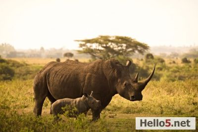 Rhino, Calf #Kenya
