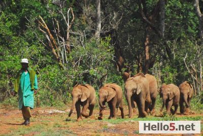Baby elephants, March, Nairobi #Nairobi #Kenya