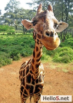 Giraffe Center #Kenya