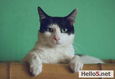 I'm a cat lover girl. I have 13 cats :)