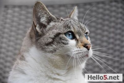 I love cats because I enjoy my home; and little by little, they become its visible soul