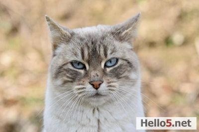 I think cats are adorable animals