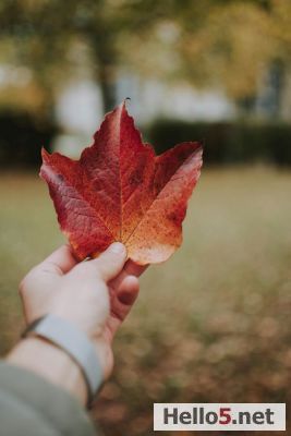 This leaf represents Canada. #Canada #Flag #Leaf