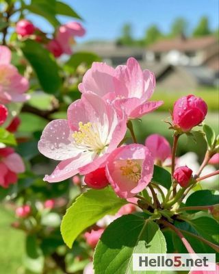 Life is beautiful with Flowers 🌸❤️🌹