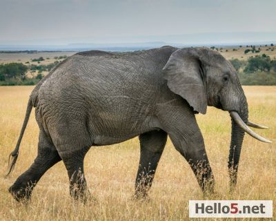 In the heart of Africa, strength and grace walk side by side.
