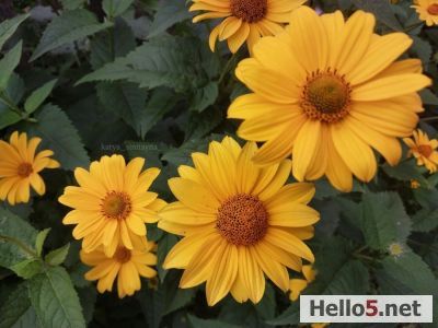 Yellow flowers 🌼🌼🌼🌼