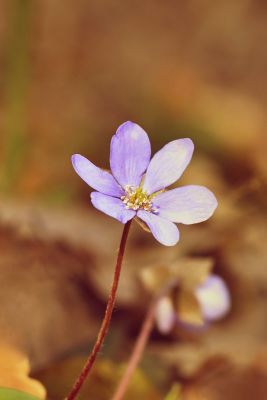 Small purple flower
