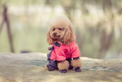 Toy poodle playing in a park #dog #dogs #animal