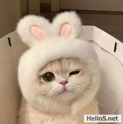 This might be the cutest cat I’ve ever seen in the world.