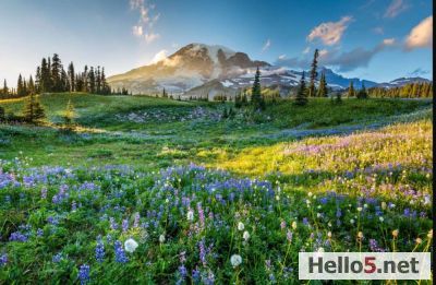 The alpine meadows in the Mount Rainer National Par