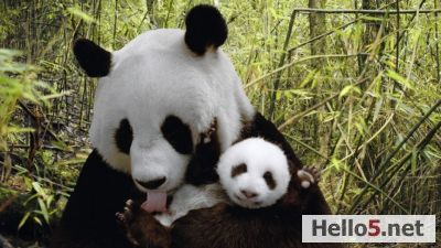 A cute panda relaxing and enjoying a peaceful moment in nature.