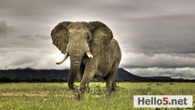 A majestic elephant walking gracefully through the wild,