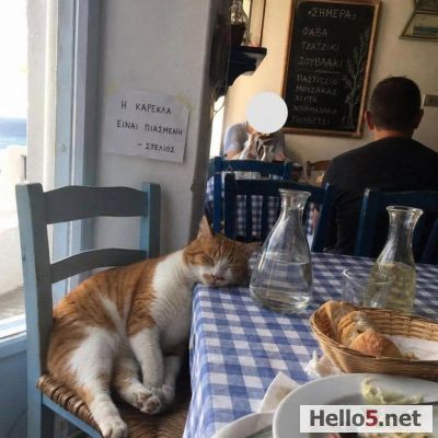 Yunanistan da bir kedi masaüstünde uyurken #kedi #yunanistan #greece